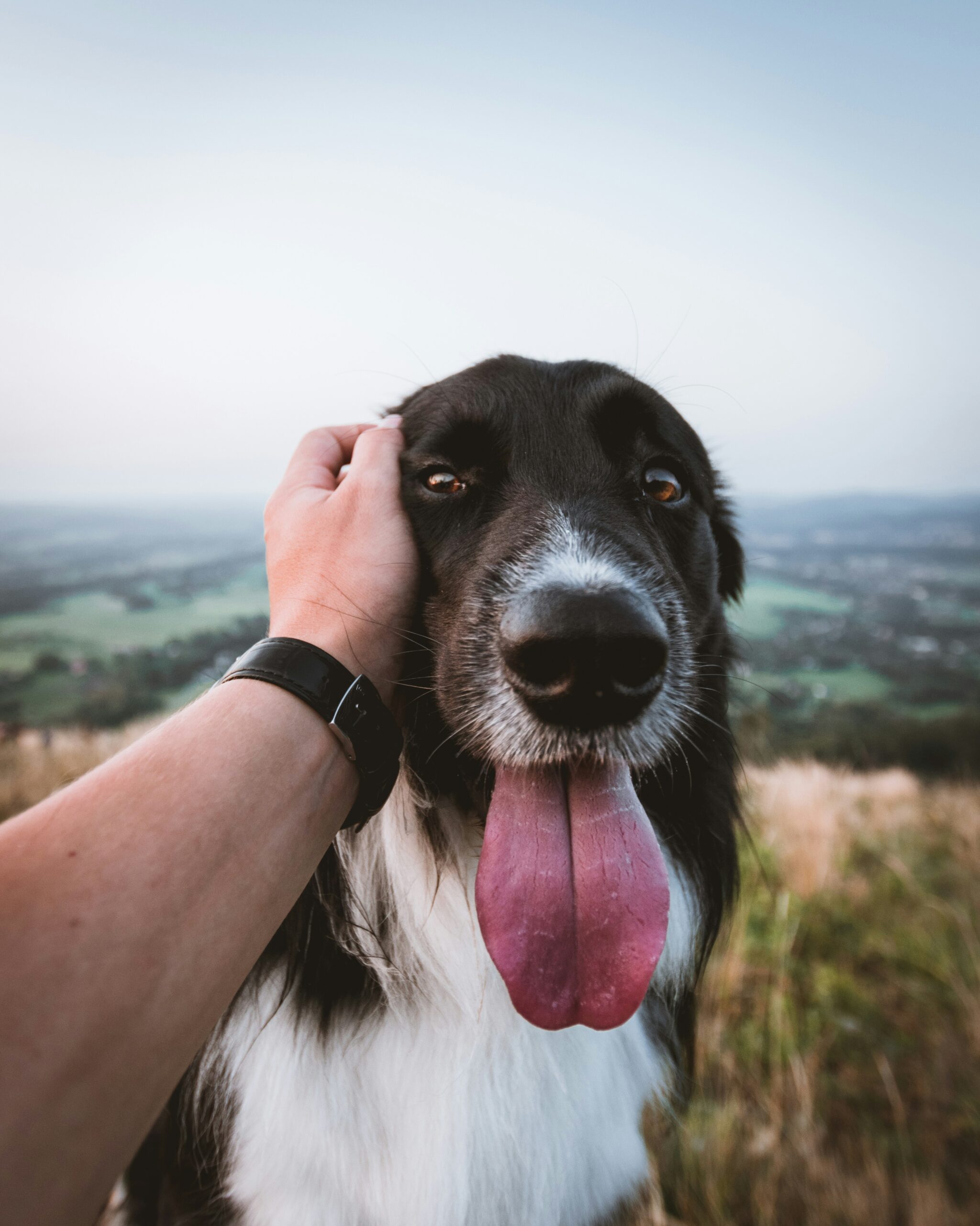 Hundetransportboxen fürs Auto