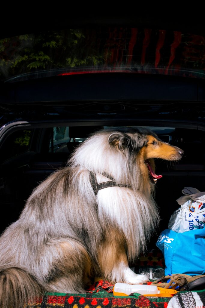 jak przygotować psa do podróży