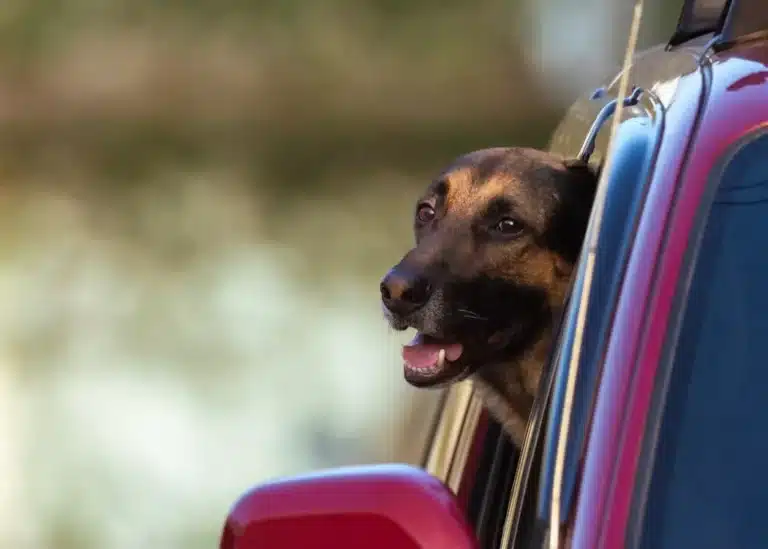 Klatka na wymiar dla dużych psów